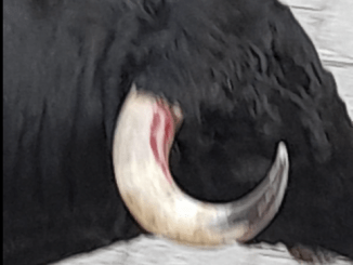 Soy aficionado a los toros