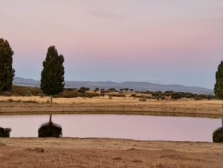 Conversaciones con Bingo El agua rosa de la laguna: